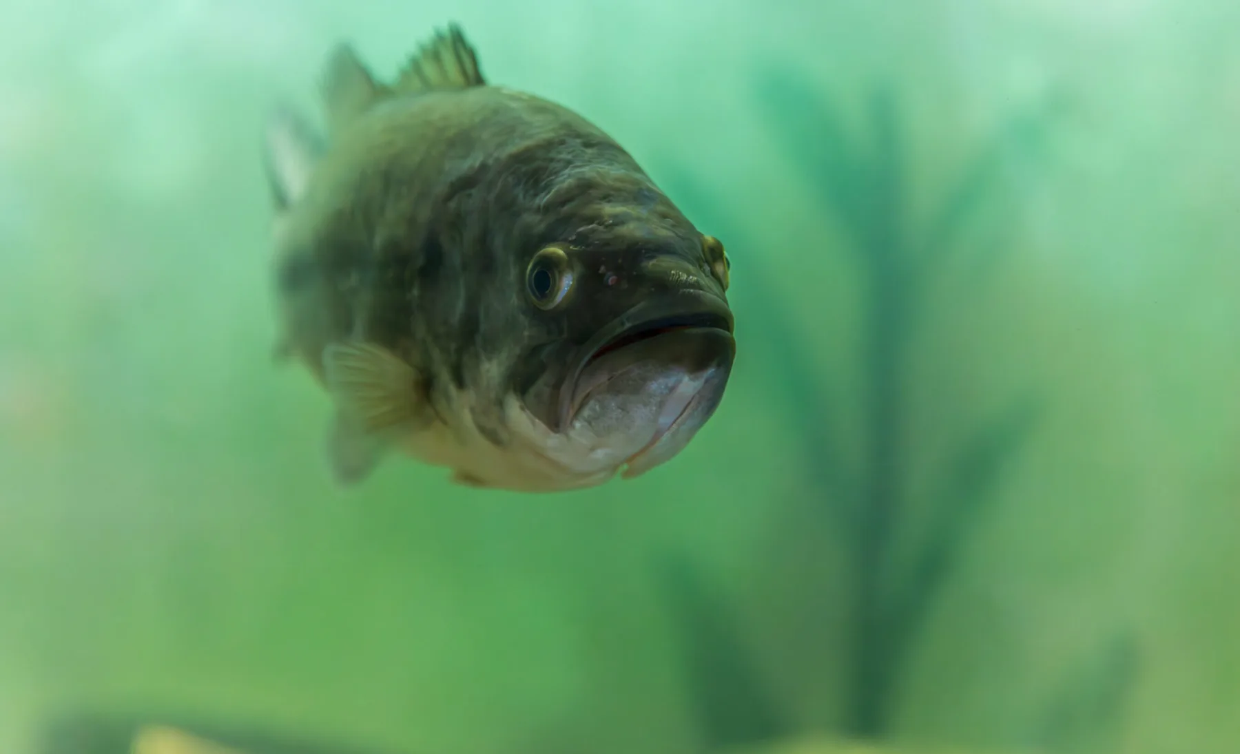 Bob Jr. the bass at Tackle Box Outfitters